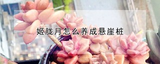 姬胧月怎么养成悬崖桩,第1图