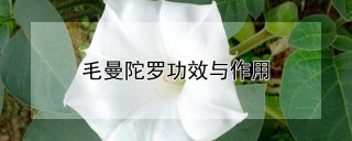 毛曼陀罗功效与作用,第1图