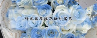 碎冰蓝玫瑰花语和寓意,第1图