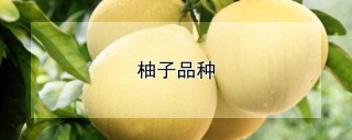 柚子品种,第1图