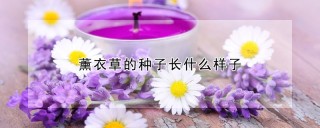 薰衣草的种子长什么样子,第1图