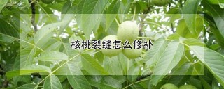 核桃裂缝怎么修补,第1图