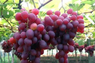 葡萄品种有哪些,第3图