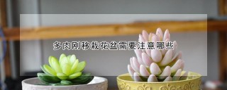 多肉刚移栽花盆需要注意哪些,第1图