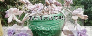 紫乐冬天抗冻吗,第1图