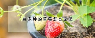 自家种的草莓怎么施肥,第1图