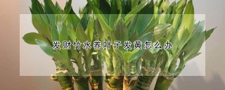 发财竹水养叶子发黄怎么办,第1图