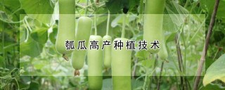 瓠瓜高产种植技术,第1图