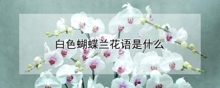 白色蝴蝶兰花语是什么,第1图