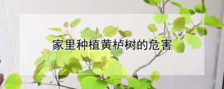 家里种植黄栌树的危害,第1图