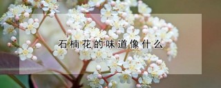 石楠花的味道像什么,第1图