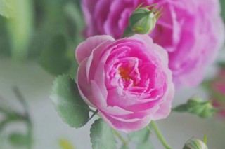 粉色蔷薇花的花语,第3图