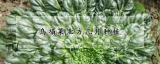 乌塌菜北方几月种植,第1图