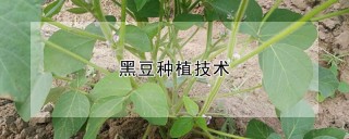 黑豆种植技术,第1图