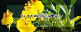 文心兰有毒吗能在家里养吗,第1图