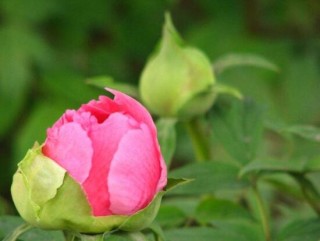 牡丹花为什么不能进家门，生长环境不适/风水气势强大(危害性强),第6图