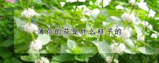 薄荷的花是什么样子的,第1图