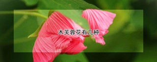 木芙蓉花有几种,第1图