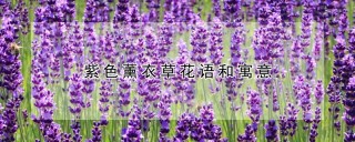 紫色薰衣草花语和寓意,第1图