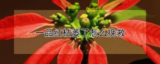 一品红枯萎了怎么挽救,第1图