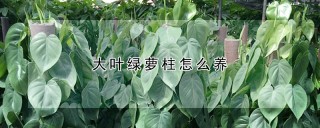 大叶绿萝柱怎么养,第1图