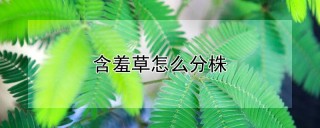 含羞草怎么分株,第1图