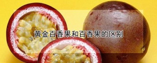 黄金百香果和百香果的区别,第1图