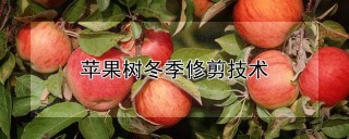 苹果树冬季修剪技术,第1图