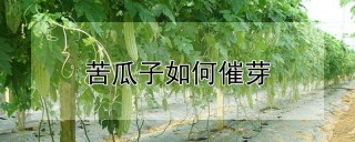 苦瓜子如何催芽,第1图