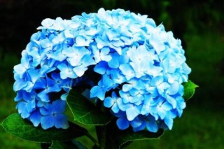 蓝色绣球花的寓意，浪漫和美满的含义,第2图