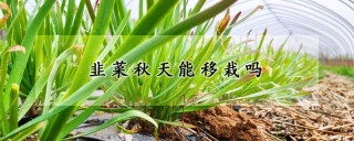 韭菜秋天能移栽吗,第1图