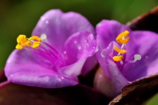 紫鸭跖草为什么不开花,第3图