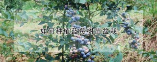 如何种植蓝莓树苗盆栽,第1图