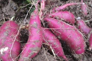 紫薯种植技术,第3图