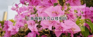 三角梅秋天可以修剪吗,第1图