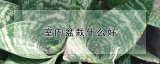 室内盆栽什么好,第1图