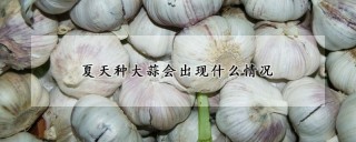 夏天种大蒜会出现什么情况,第1图