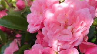 粉色蔷薇花的花语,第1图
