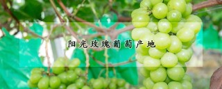 阳光玫瑰葡萄产地,第1图