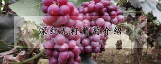 深红无籽葡萄介绍,第1图