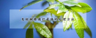 发财树根腐烂最快的处理方法,第1图