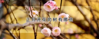 正月开花的树有哪些,第1图