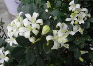 九里香花语是什么，九里香花的寓意象征爱情,第3图