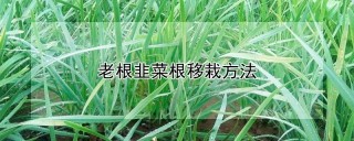 老根韭菜根移栽方法,第1图