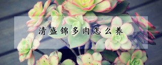 清盛锦多肉怎么养,第1图