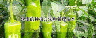 辣椒的种植方法和管理技术,第1图