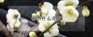 春节什么花开,第1图