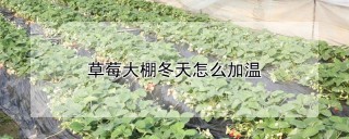 草莓大棚冬天怎么加温,第1图