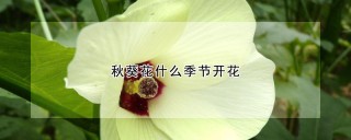 秋葵花什么季节开花,第1图