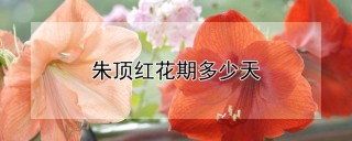 朱顶红花期多少天,第1图